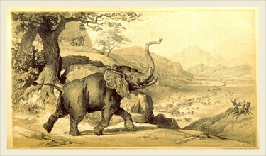 Elephant, The Wild Sports of Southern Africa, 19th century engraving
