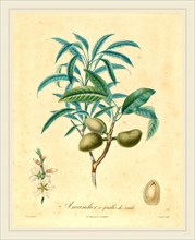 after A. Poiteau, Amandier a feuilles de saulle, color stipple etching, hand-touched