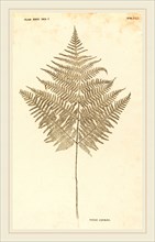 Johann Hieronymus Kniphof (German, 1704-1763), Pteris Aquilina, published 1757-1764, pressed and