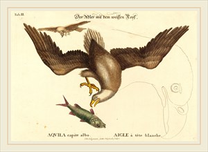 Johann Michael Seligmann after Mark Catesby (German, 1720-1762), The Bald Eagle (Falco