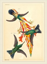 Heinrich Gottlieb Ludwig Reichenbach (German, 1793-1879), Three Hummingbirds with Plant,
