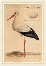 Jan Christiaan Sepp (Dutch, 1739-1811), The White Stork, hand-colored etching and engraving