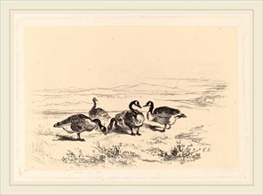 Karl Bodmer, Oies bernacles, Swiss, 1809-1893, etching