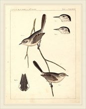 American 19th Century, Birds-U.S.P.R.R. Exp. & Surveys, 35th Parallel, color lithograph