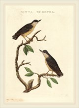American 19th Century, Sitta europea, hand-colored etching on laid paper