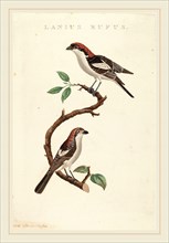 American 19th Century, Lanius rufus, hand-colored etching on laid paper