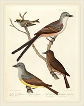 Alexander Lawson after Titian Ramsay Peale, Swallow-tailed Flycatcher, Arkansas Flycatcher, Say's