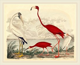 John G. Warnicke after Alexander Wilson, Wood Ibis, Scarlet Ibis, Flamingo, and White Ibis,