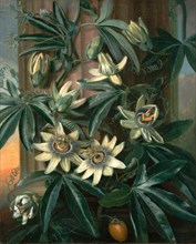 Blue Passion Flower, for the "Temple of Flora" by Robert Thornton, Philip Reinagle, 1749-1833,