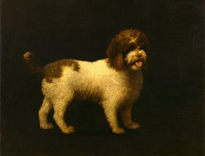 Water Spaniel Signed and dated, lower right: "Geo Stubbs pinxt 1769", George Stubbs, 1724-1806,
