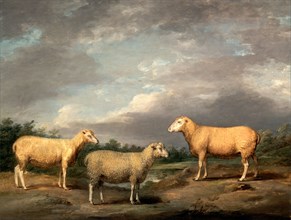 Ryelands Sheep, the King's Ram, the King's Ewe and Lord Somerville's Wether, James Ward, 1769-1859,
