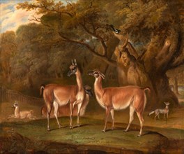 Llamas and a fox in a wooded landscape Llamas in a park, with a fox and a magpie Signed and dated,