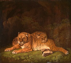 Tigers Signed in yellow paint, lower left: "CT [monogram]", Charles Towne, 1763-1840, British