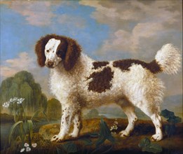 Brown and White Norfolk or Water Spaniel Signed and dated, lower right: "Geo: Stubbs p | 1778",