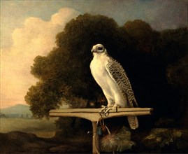Greenland Falcon Gyr Falcon Signed and dated, lower center: "Geo Stubbs pinxit 1780", George