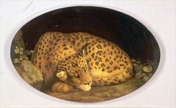 Sleeping Leopard Signed and dated in brown paint, lower right: "Geo Stubbs | [...] 1777", George