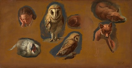 Studies of a Fox, a Barn Owl, a Peahen, and the Head of a Young Man Studies of a Fox, a Barn Owl, a