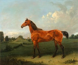 A Bay Horse in a Field Bay Hunter in a Landscape Signed, brown paint, lower right: "E. Bristow",