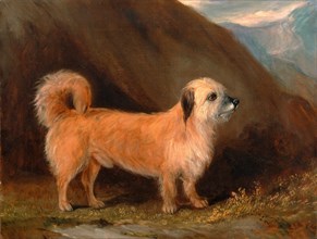 A Dandie Dinmont Terrier Signed and dated, black paint, lower right: " John Ferneley Jr. | 1848",