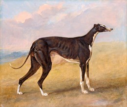 Turk, a greyhound, the property of George Lane Fox The Black and White Greyhound Turk (Also Called
