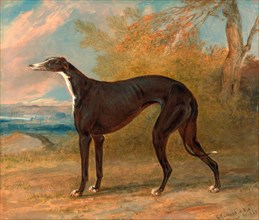 One of George Lane Fox's Winning Greyhounds: the Black and White Greyhound Bitch, Juno, also called