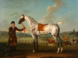 Scipio, a spotted hunter, the property of Colonel Roche Scipio, Colonel Roche's Spotted Hunter