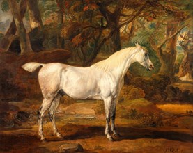 Grey Arabian stallion, the property of Sir Watkin Williams-Wynn Signed, lower right: "JWard