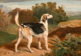 Ravager, One of the Lambton Hounds A Foxhound in a Landscape Signed and dated in brown paint, lower