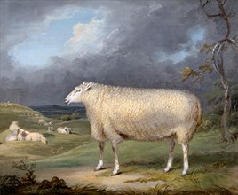 A Border Leicester Ewe Signed in brown paint, lower right, "JWard.", James Ward, 1769-1859, British