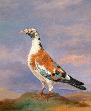 Studies of carrier pigeon Carrier pigeons Carrier Pigeons: Grizzle Carrier Signed and dated, lower