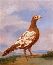 Red pied carrier Carrier Pigeons: Red Pied Carrier (plumage apricot and white), facing right