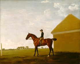 Turf, with Jockey up, at Newmarket Portrait of 'Turf' with Jockey up Inscribed lower left: "Turf",