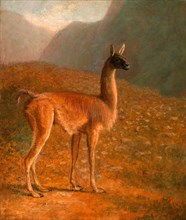 Guanaco 'A Male Vicuna', Jacques-Laurent Agasse, 1767-1849, Swiss