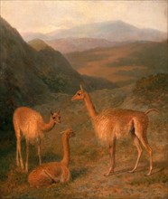 Vicunas Three Vicunas The Vicuna The Lama, Alpaca and the Viennia [sic], Jacques-Laurent Agasse,