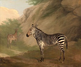 Zebra, Jacques-Laurent Agasse, 1767-1849, Swiss