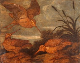 Woodcock at Dusk, Francis Barlow, 1626-1702, British