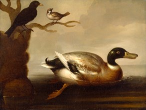 Mallard Duck and Other Birds A Mallard Drake Swimming, unknown artist, 18th century, British