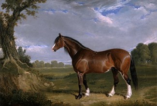A Clydesdale Stallion Signed and dated, lower left: "JF Herring | 1820", John Frederick Herring,