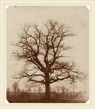 William Henry Fox Talbot, Oak Tree, British, 1800-1877, mid 1840s, salted paper print from a paper
