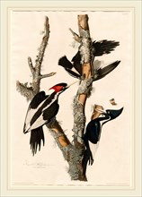 Robert Havell after John James Audubon, Ivory-billed Woodpecker, American, 1793-1878, 1829,