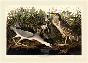 Robert Havell after John James Audubon, Night Heron or Qua bird, American, 1793-1878, 1835,