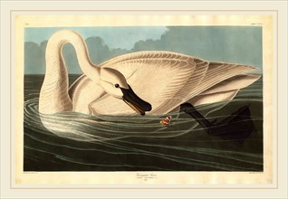 Robert Havell after John James Audubon, Trumpeter Swan, American, 1793-1878, 1838, hand-colored