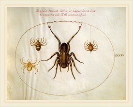 Joris Hoefnagel, Animalia Rationalia et Insecta (Ignis):  Plate XXXV, Flemish, 1542-1600, c.