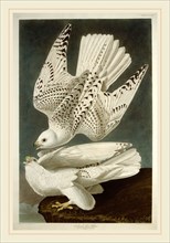 Robert Havell after John James Audubon, Iceland or Jer Falcon, American, 1793-1878, 1837,