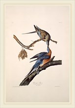 Robert Havell after John James Audubon, Passenger Pigeon, American, 1793-1878, 1829, hand-colored