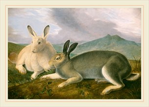 John James Audubon, Arctic Hare, American, 1785-1851, c. 1841, pen and black ink and graphite with