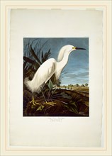 Robert Havell after John James Audubon, Snowy Heron, or White Egret, American, 1793-1878, 1835,
