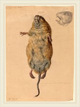 Johann Rudolph Schellenberg, Swiss (1740-1806), A Field Mouse, from Below, c. 1775, watercolor with