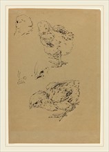 Félix Bracquemond, Chicks, French, 1833-1914, brush and black ink with touches of gray wash over