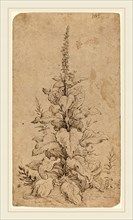 Hendrik Goltzius, Dutch (1558-1617), A Foxglove in Bloom, 1592, pen and brown ink on laid paper